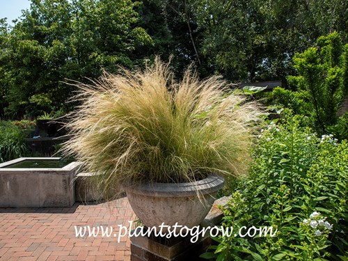 Mexican Feather Grass (Stipa tenuissima) 
early July